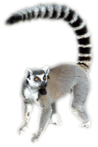 Lemur PNG-61752